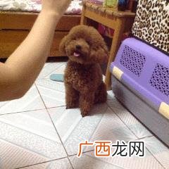 什么狗最聪明 买什么狗最好