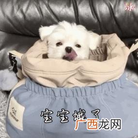 什么狗最聪明 买什么狗最好