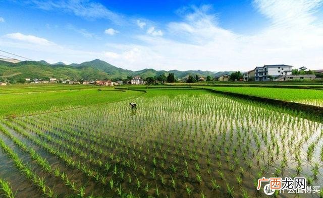 华润五丰油怎么样,华润五丰王维勇