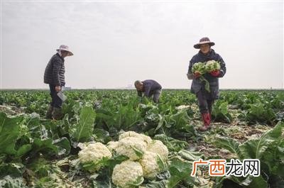 农业种什么短快最赚钱,露天种植蔬菜的亩利润