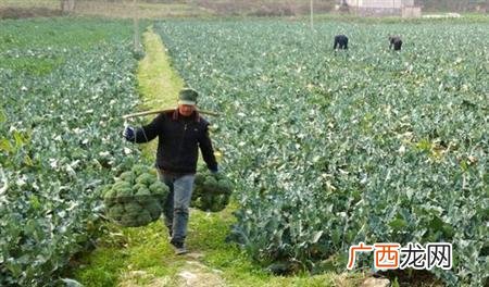 农业种什么短快最赚钱,露天种植蔬菜的亩利润
