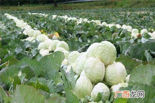 农业种什么短快最赚钱,露天种植蔬菜的亩利润