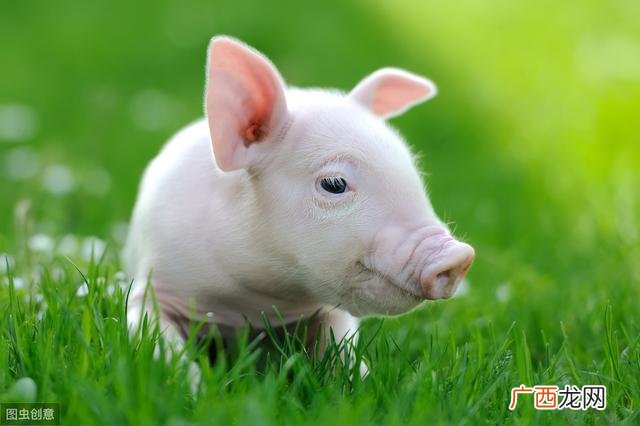 养猪创业项目计划书3篇 生态养殖养猪项目创业计划书