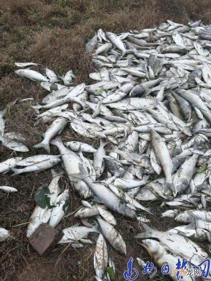 鱼塘上万斤鱼莫名死亡 莫名塘