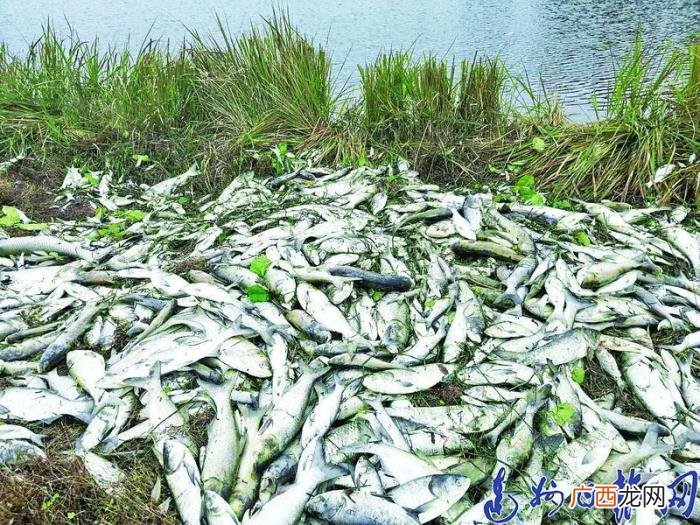 鱼塘上万斤鱼莫名死亡 莫名塘