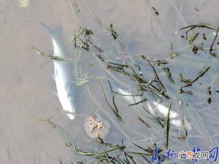 鱼塘上万斤鱼莫名死亡 莫名塘