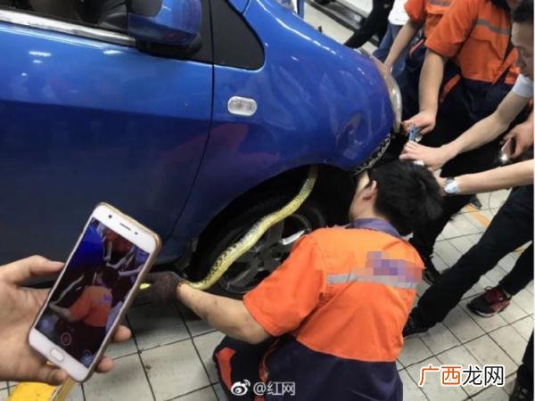 77年属蛇女人适合做的生意,2021年属蛇人的适合做餐饮吗