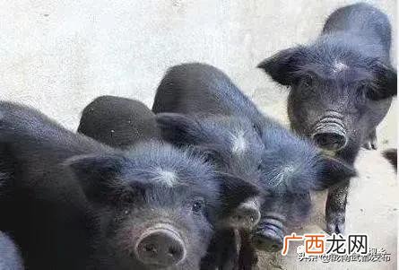 养殖业创业成功的要点,创业地区的环境