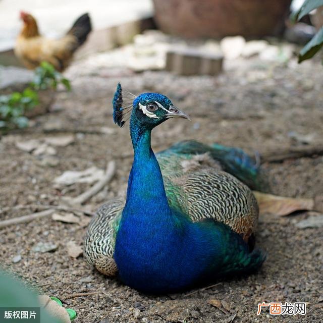 农村乡镇适合开10店 2020年农村养殖致富项目