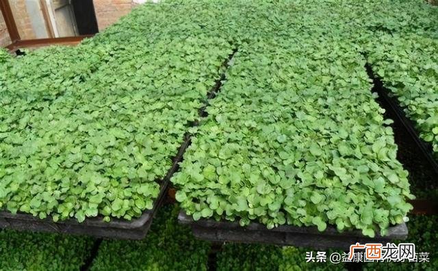 什么菜可以种芽苗菜 菜之初芽苗菜加盟