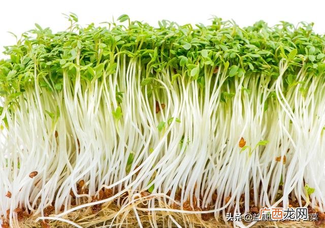 什么菜可以种芽苗菜 菜之初芽苗菜加盟