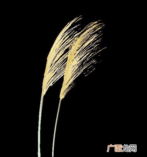 2020第二届中国创业者峰会,洲际创业教育峰会