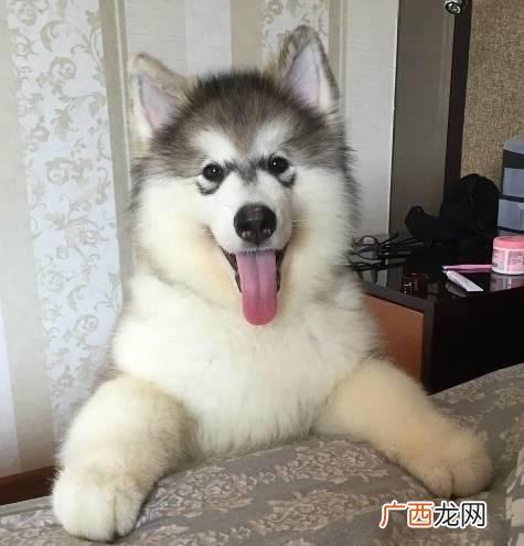 leo它爹养了什么狗 leo它爹