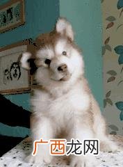 leo它爹养了什么狗 leo它爹