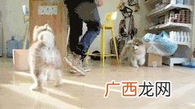 leo它爹养了什么狗 leo它爹