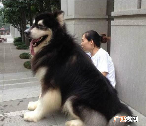 leo它爹养了什么狗 leo它爹