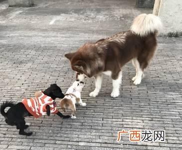leo它爹养了什么狗 leo它爹