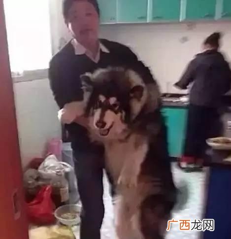 leo它爹养了什么狗 leo它爹