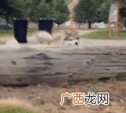 leo它爹养了什么狗 leo它爹