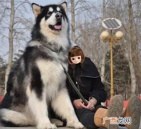 leo它爹养了什么狗 leo它爹