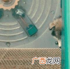 leo它爹养了什么狗 leo它爹