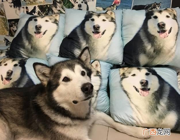 leo它爹养了什么狗 leo它爹