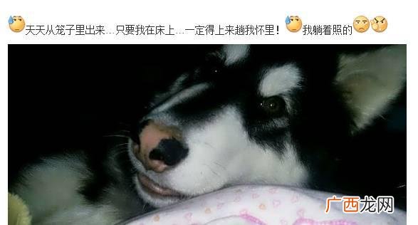 leo它爹养了什么狗 leo它爹