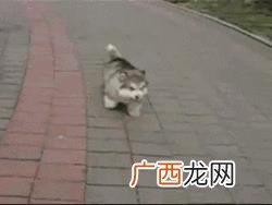 leo它爹养了什么狗 leo它爹