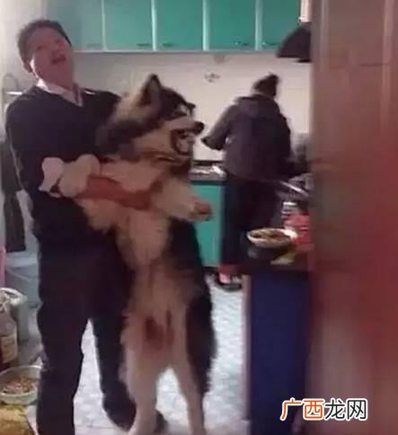 leo它爹养了什么狗 leo它爹