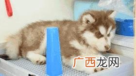 leo它爹养了什么狗 leo它爹