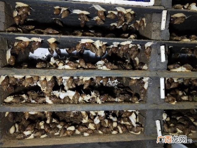 哪里有养殖蜗牛的项目,蜗牛创业组织
