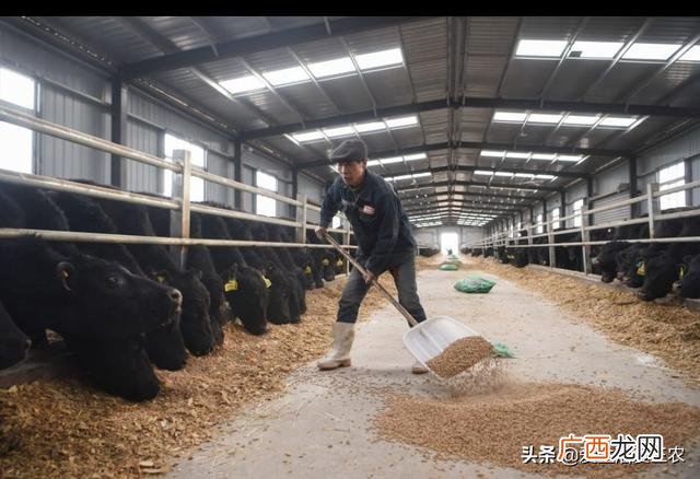 养牛的利润与成本 创业喂牛