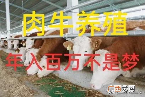 养牛的利润与成本 创业喂牛