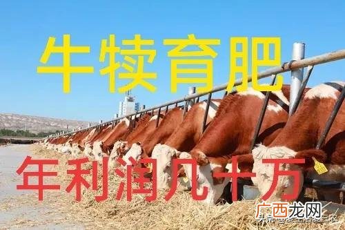 养牛的利润与成本 创业喂牛