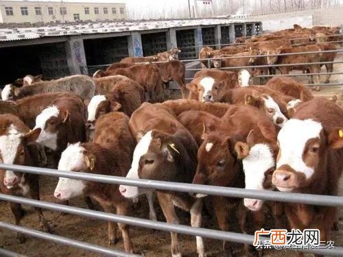 养牛的利润与成本 创业喂牛