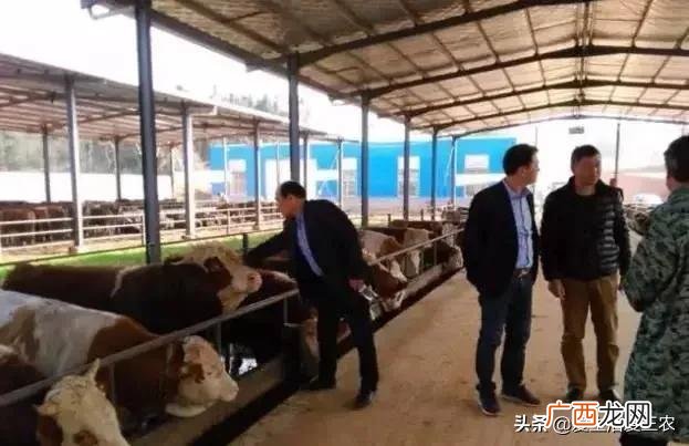 养牛的利润与成本 创业喂牛