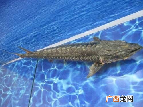 农村适合什么养殖业,农业频道致富经养殖业中华鲟