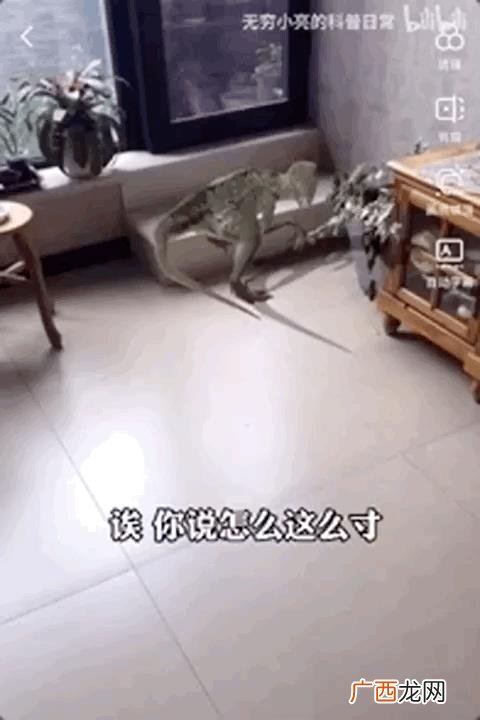 小龙虾,小龙创业记视频