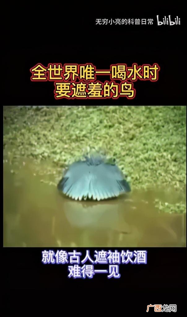 小龙虾,小龙创业记视频