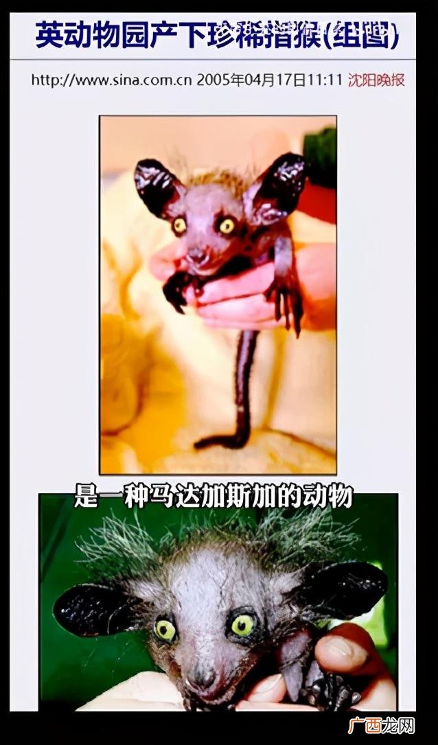 小龙虾,小龙创业记视频