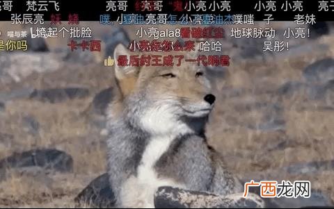 小龙虾,小龙创业记视频