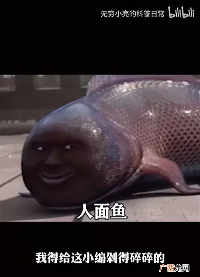 小龙虾,小龙创业记视频