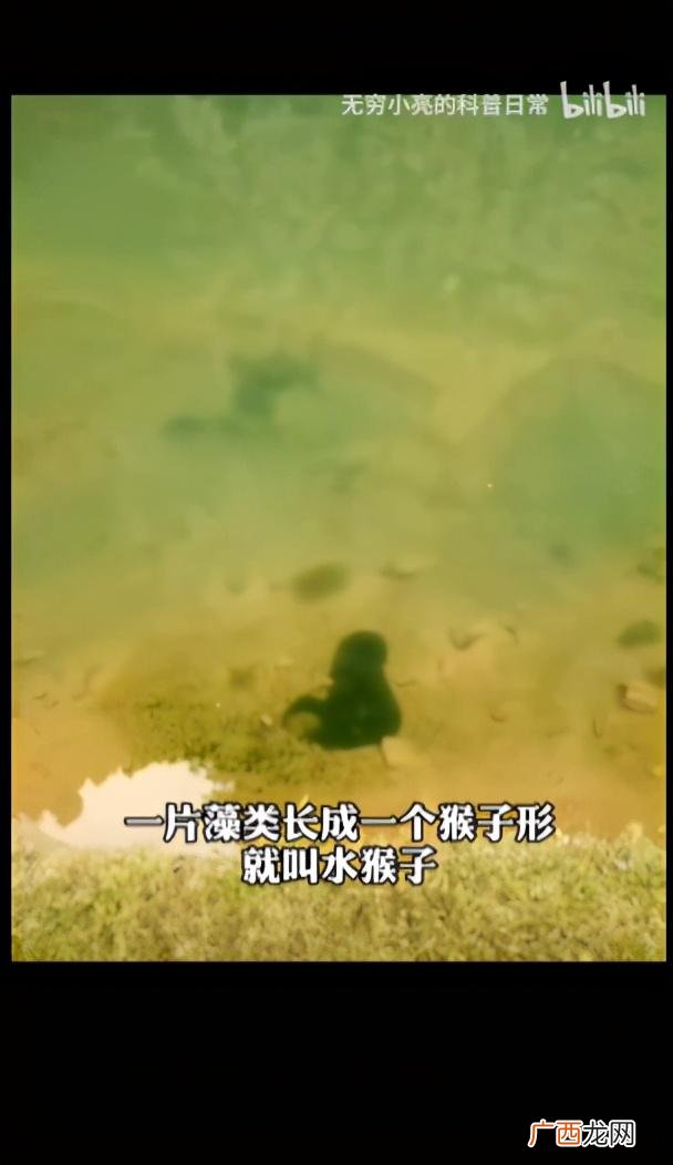 小龙虾,小龙创业记视频