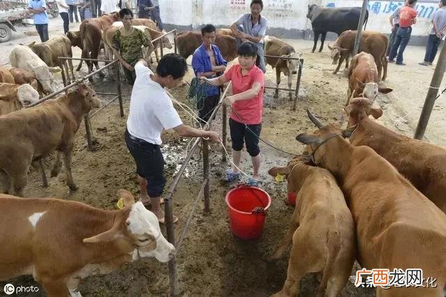 2020年养殖业什么最赚钱农村,农村养殖创业致富网