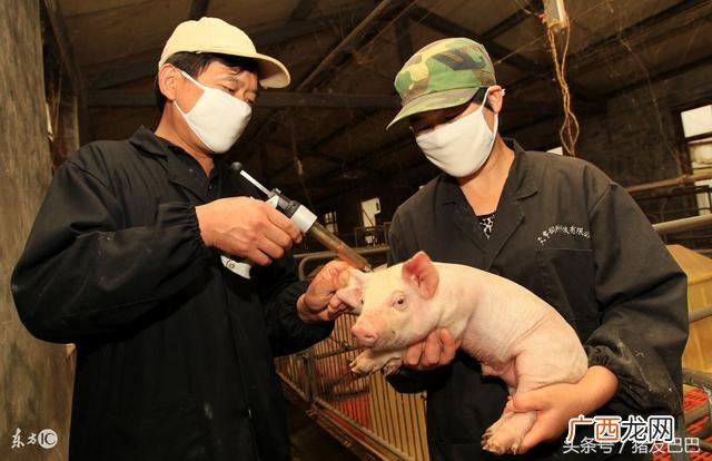 养猪技术教程大全,小耿创业在农村养猪