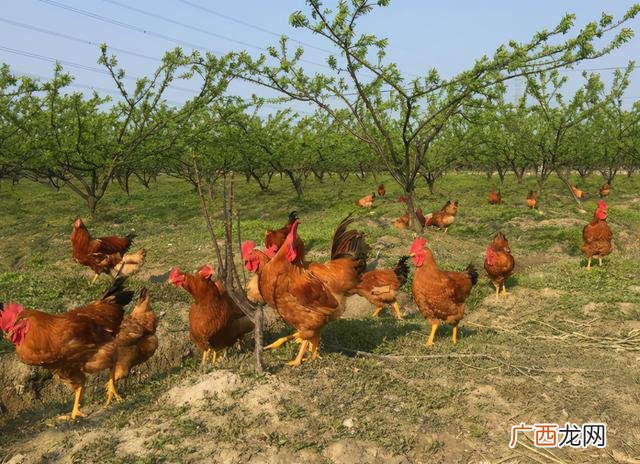 养鸡为什么不火,林下鸡养殖失败案例