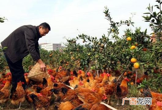 养鸡为什么不火,林下鸡养殖失败案例