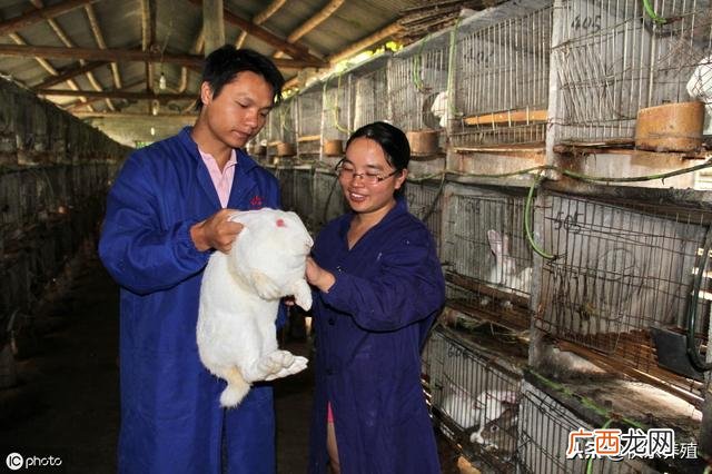兔子怎么养殖最好 农村创业怎样养殖兔子 百度经验
