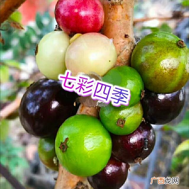 四季嘉宝果,创业嘉宝果