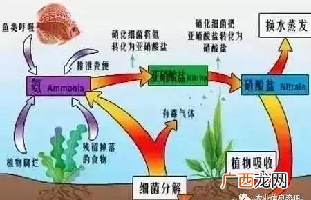 叶面肥哪个好,施宝乐叶面肥
